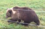 Электроизгородь для защиты пасеки от медведя
