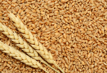 Пшеница 40кг